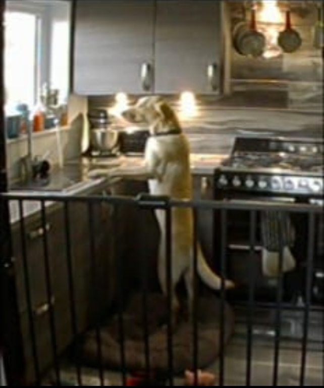 Blurry CCTV image of Whiskey the dog in the kitchen on his hind legs