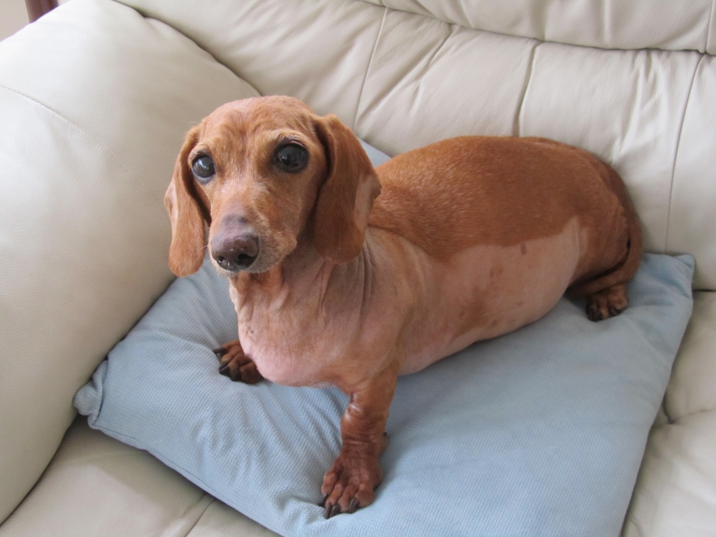 Lily was covered with skin tumours but is making good recovery thanks to Paragon Veterinary Referrals.