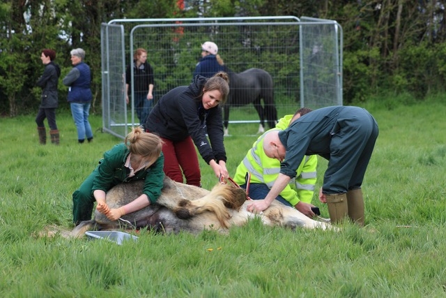  Vets castrate a young colt while the next candidate awaits his turn