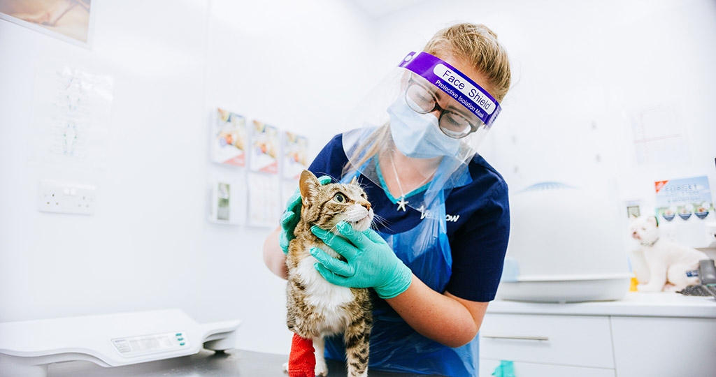 Vets Now nurse in Bristol in full PPE kit examining a cat