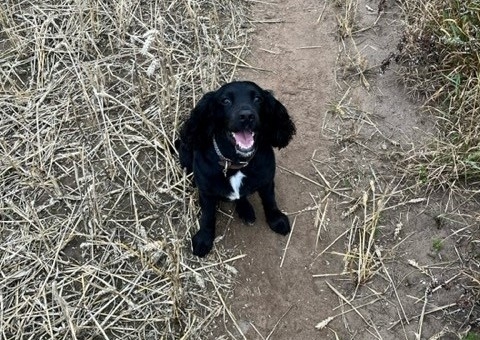 Bella is up and running again thanks to West Midlands Veterinary Referrals.