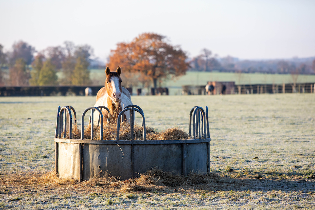 Horse standing in an autumnal field eating hay