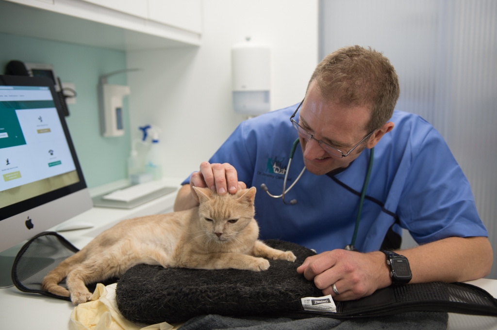 Dr Jeremy Campbell examines a feline patient 
