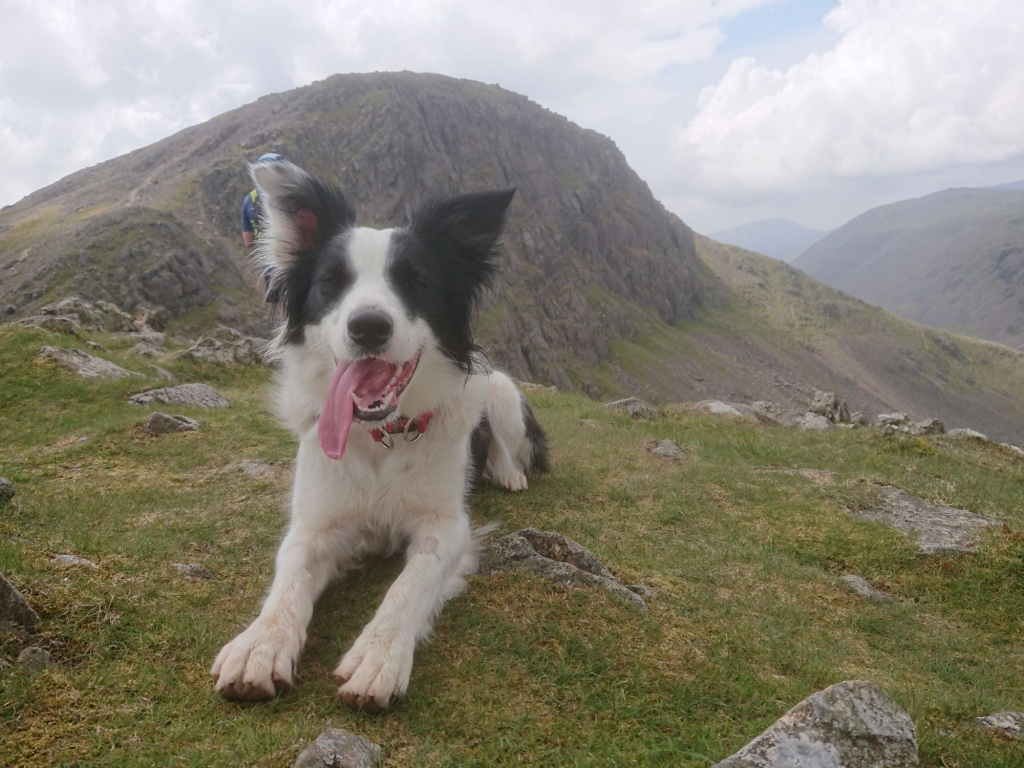 Skye has made an incredible recovery from what clinicians at Northwest Veterinary Specialists in Runcorn described as ‘one of the worst’ cases of pneumonia they had seen. 