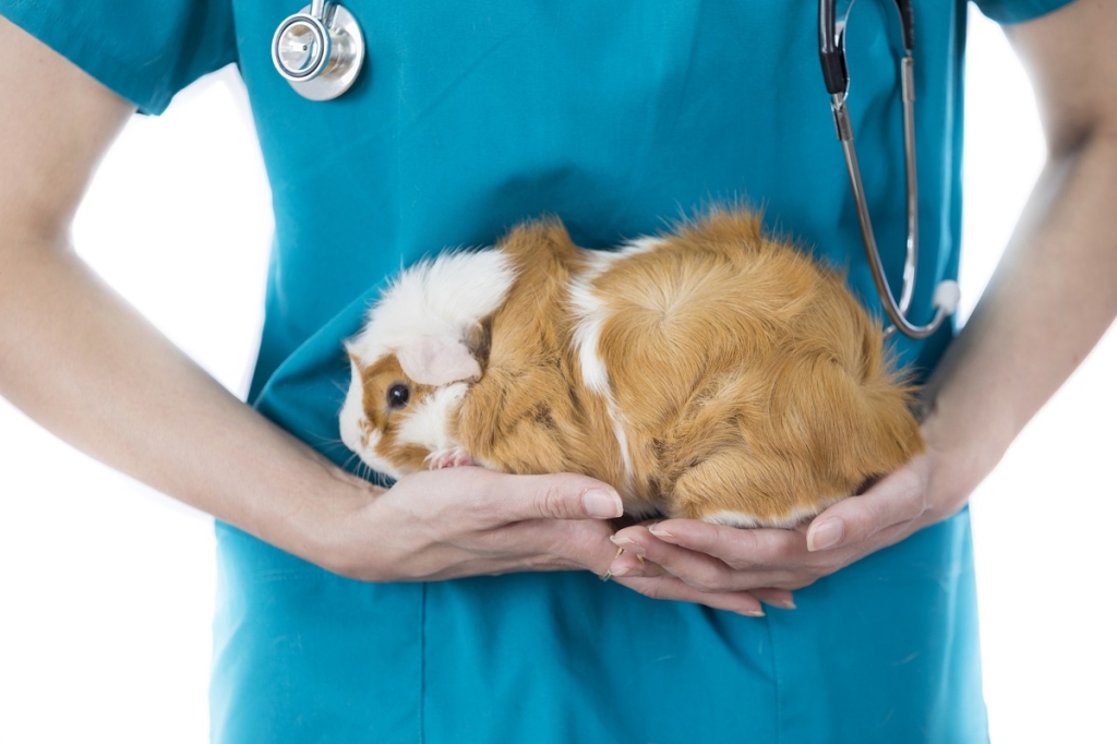 New research by CVS’ Finn Pathologists and RVC student expected to further understanding of guinea pig health