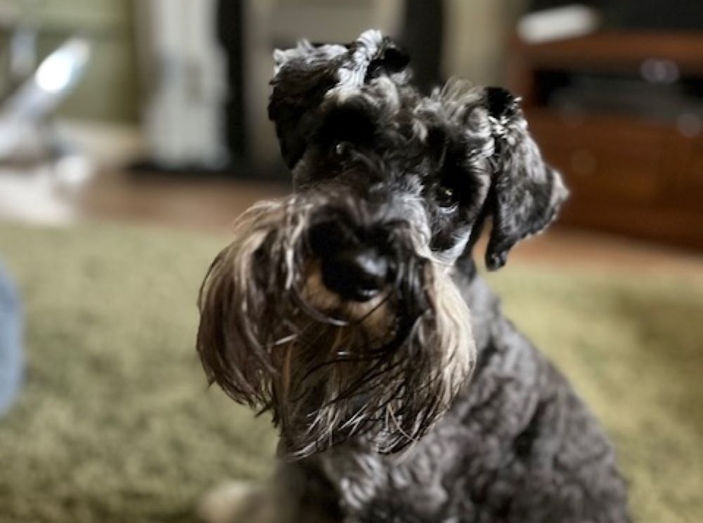 Eleven-month-old Sky, a Miniature Schnauzer, is now urinating pain-free thanks to successful surgery at Linnaeus-owned Paragon Veterinary Referrals. 