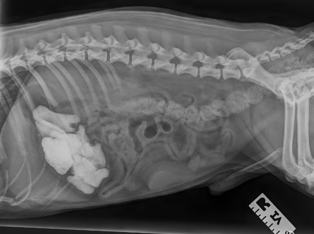 An x-ray from Anderson Moores Veterinary Specialists showing the stones swallowed by Chunk. 