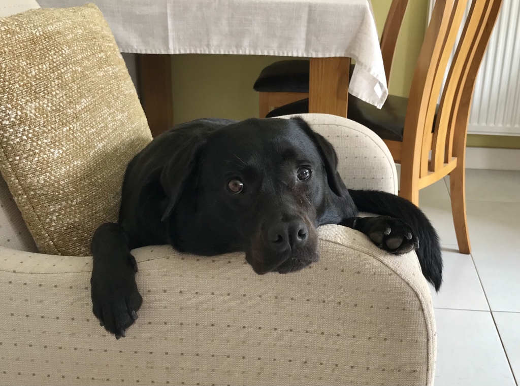 Labrador Ruby’s vision was restored at Eye Vet in Sutton Weaver.