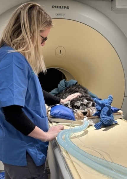 Floki during his MRI