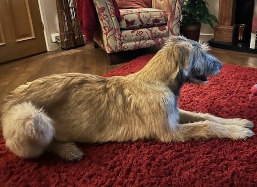 Shelby had a life-threatening bacterial infection but is acting like a puppy again thanks to Northwest Veterinary Specialists.