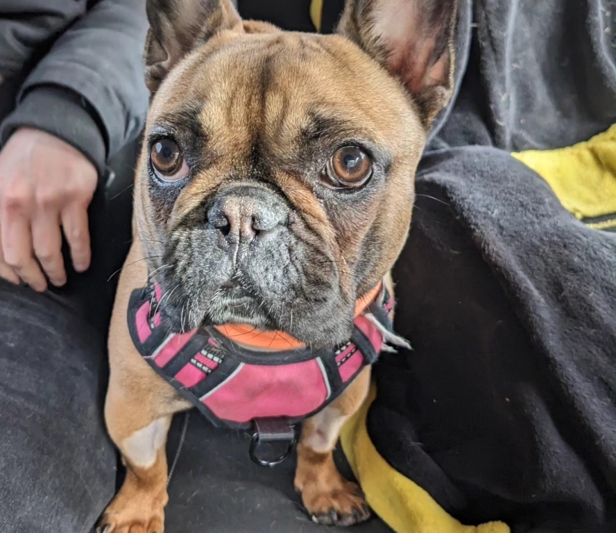 Maisie was the first patient to undergo a cardiovascular stent to improve blood flow out of her heart at Paragon Veterinary Referrals in Wakefield. 