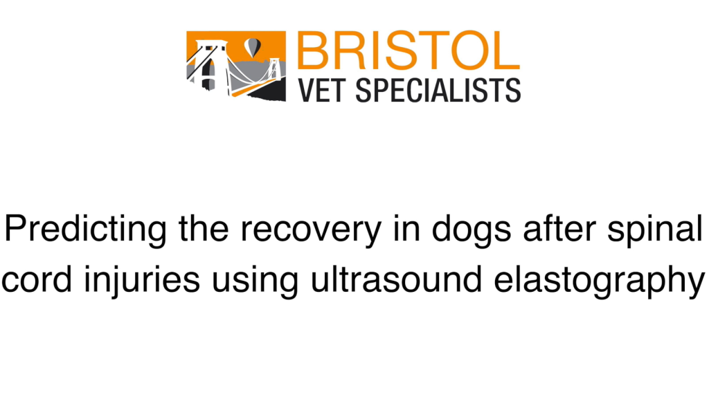 Neurologists are running a new study using ultrasound to predict recovery in dogs after spinal cord injuries