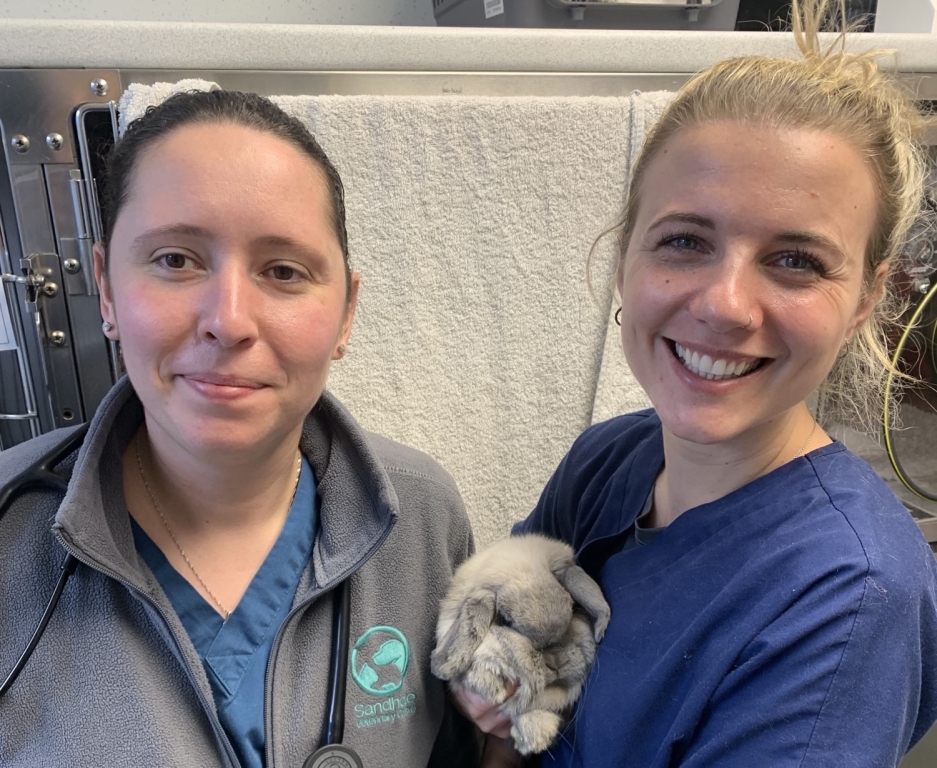 Sandhole Veterinary Centre, in Kent, has been recognised as being rabbit friendly.