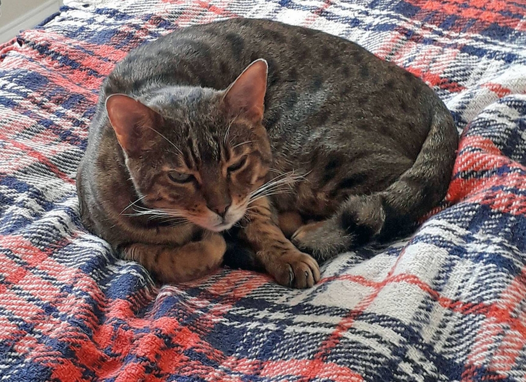 1)	Genghis the Bengal cat, who had specialist reconstructive surgery at Cave Veterinary Specialists in Somerset