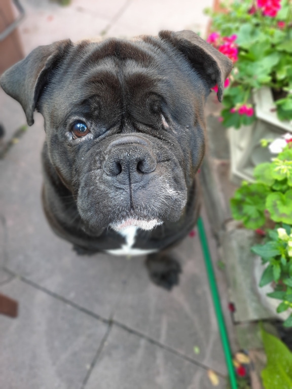 A vet at Willows Veterinary Centre and Referral Service in Solihull, West Midlands, has used a pig’s cornea to save three-year-old bulldog Marley from becoming blind.  