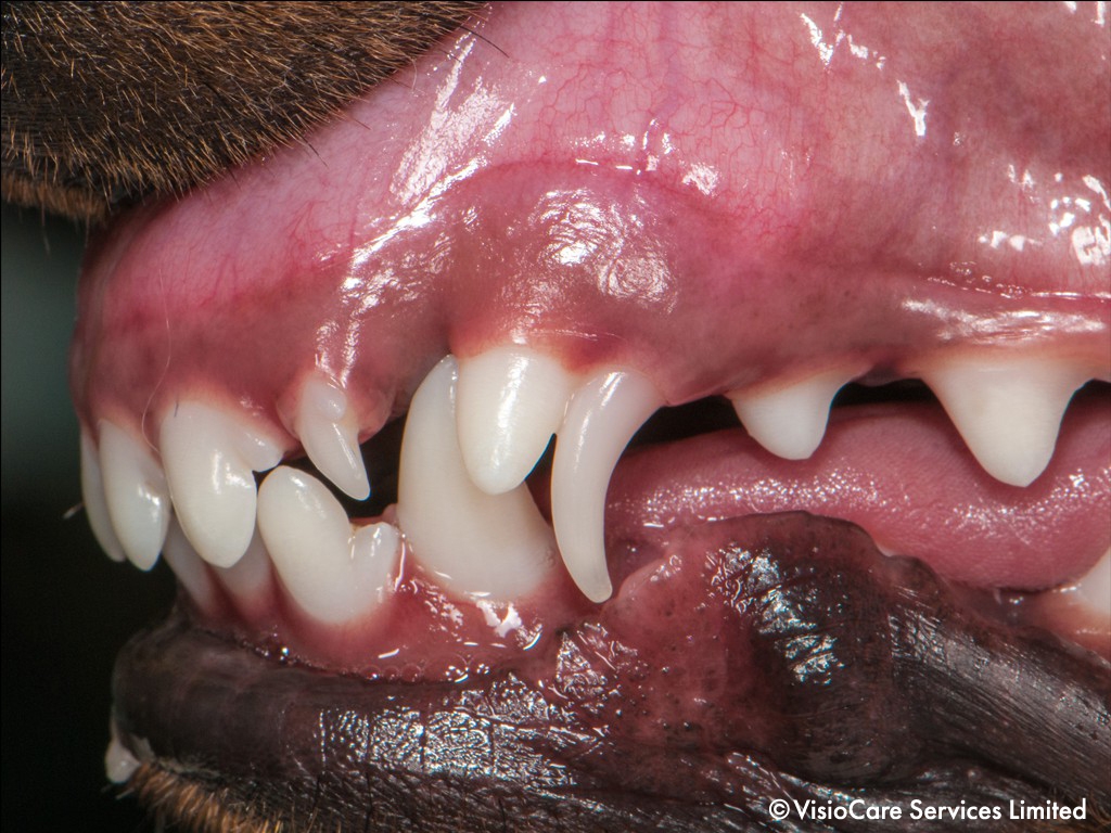 Puppy retained canine tooth