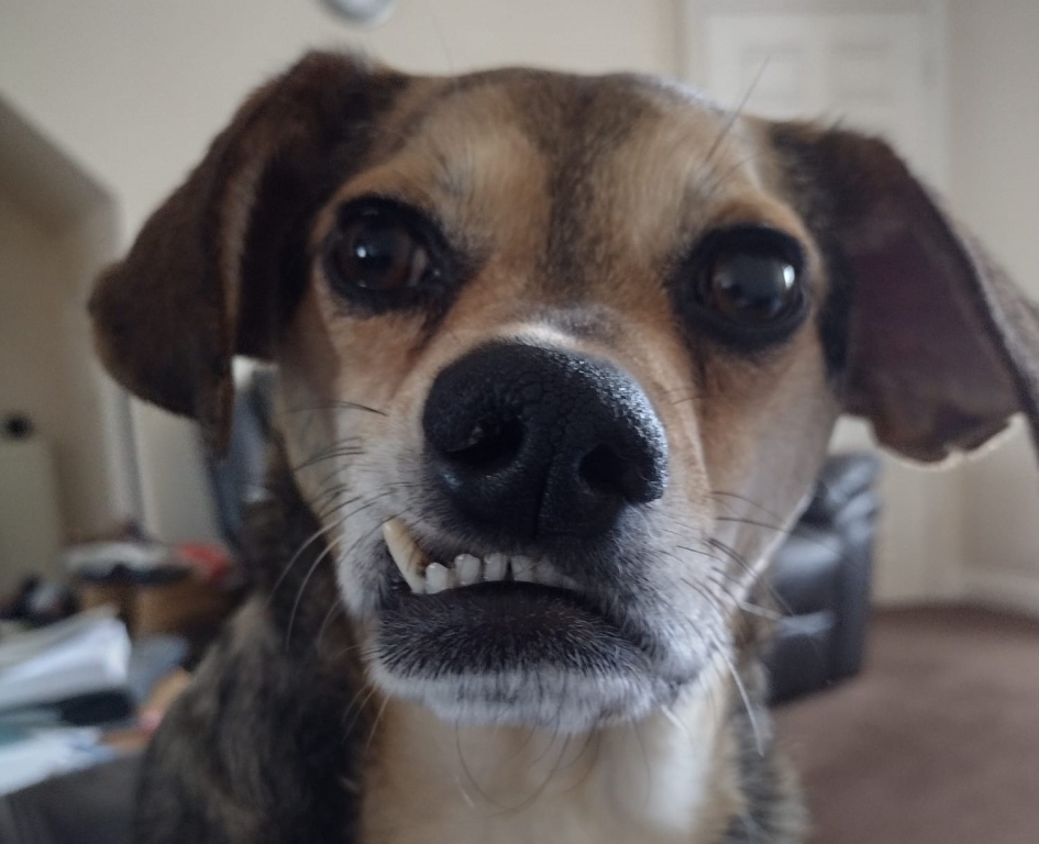 Goofy has overcome a rare brain defect thanks to Anderson Moores Veterinary Specialists.