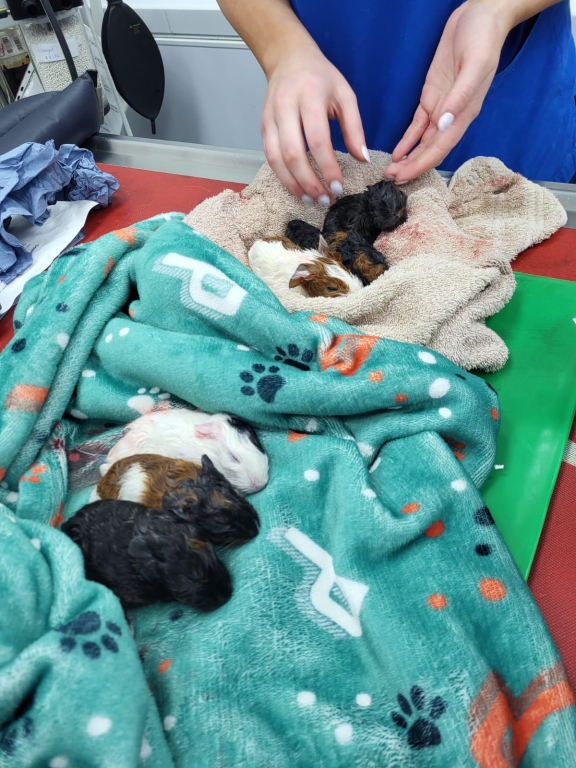 One-year-old guinea pig Nugget delivered six beautiful kits following a caesarian section by experts at MyVet Firhouse.