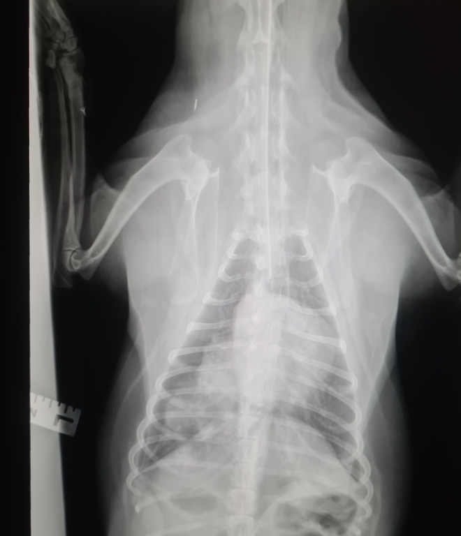 Tilly, an American cocker spaniel suffering severe coughing bouts, had all her entire left lung lobes removed at West Midlands Referrals in Burton on Trent. 