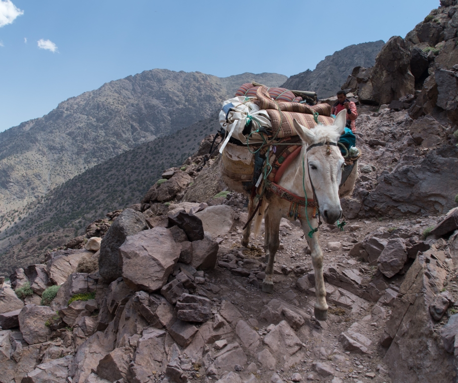 A working mule navigating the dangerous terrain of the High Atlas Mountains in Morocco © SPANA 