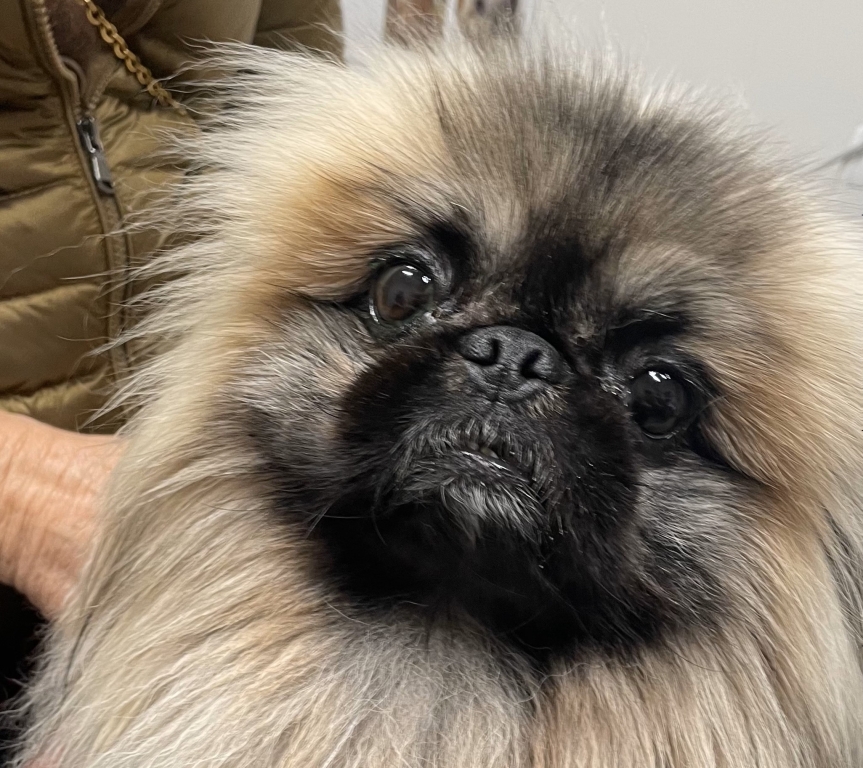 Joey had severe eye problems but is now looking forward to a brighter future thanks to Eastcott Veterinary Referrals. 