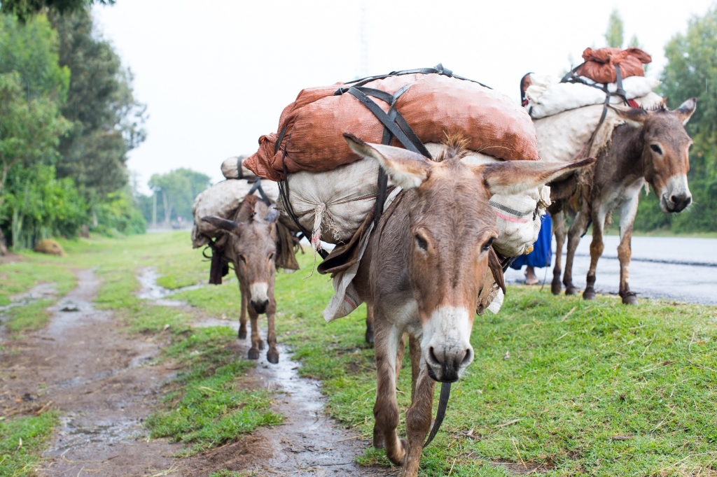 Donkeys in Ethiopia - SPANA 
