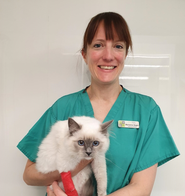 Devon animal hospital wins national award for top-quality cat care /  Veterinary Industry News / VetClick