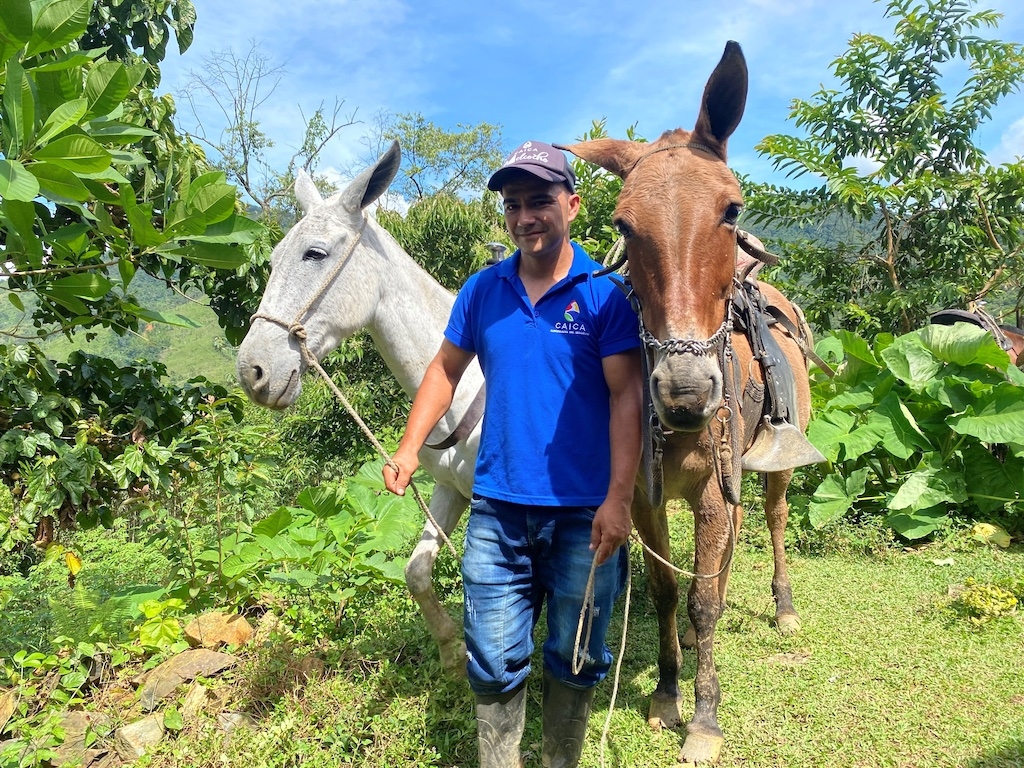 Two working equids (horses, mules and donkeys) and their owner in a plantation in Colombia