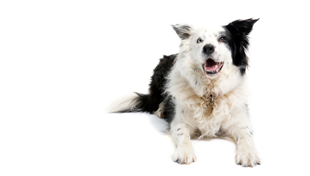 SCVS are very happy to offer endoscopic-assisted gastropexy for the prevention of GDV in dogs. 