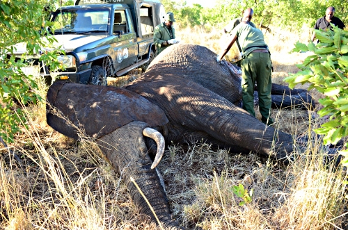 (c) Born Free Foundation