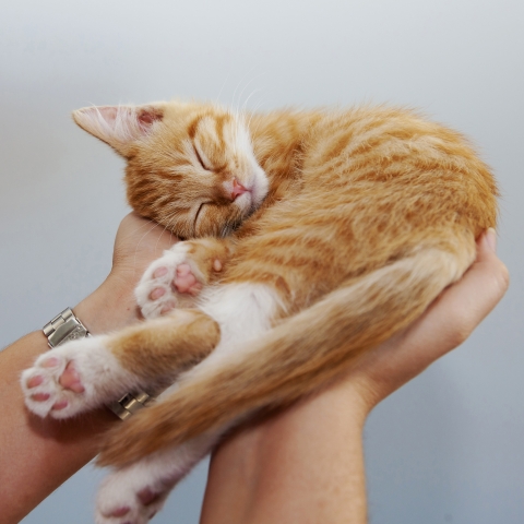 Do your best for cats