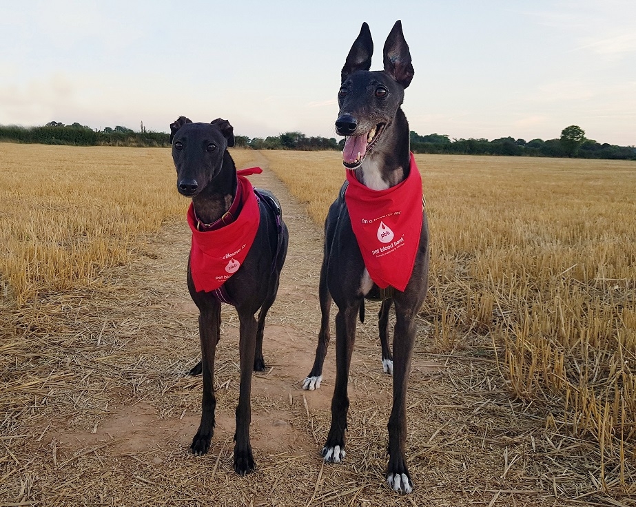 CVS has raised nearly £19,000 for Pet Blood Bank UK