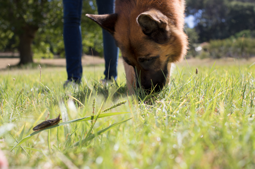 New research reveals over a third of dogs with Angiostrongylus vasorum could be symptomless