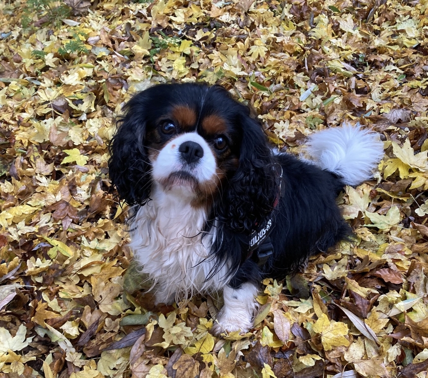 Four-year-old Cavalier King Charles Spaniel Rags has been successfully treated at Veterinary Specialists Scotland, in Livingston, for a serious ear condition caused by a malformation of the skull. 