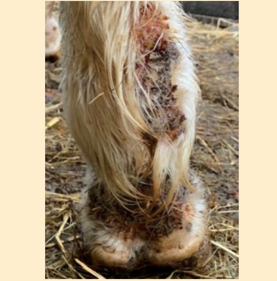 The research results could inform how to better manage and treat these common cases