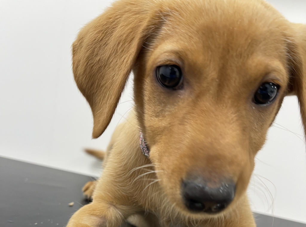 Puppy Luna is able to walk again after beating a salmonella infection thanks to intense treatment at DWR Veterinary Specialists, in Cambridgeshire. 