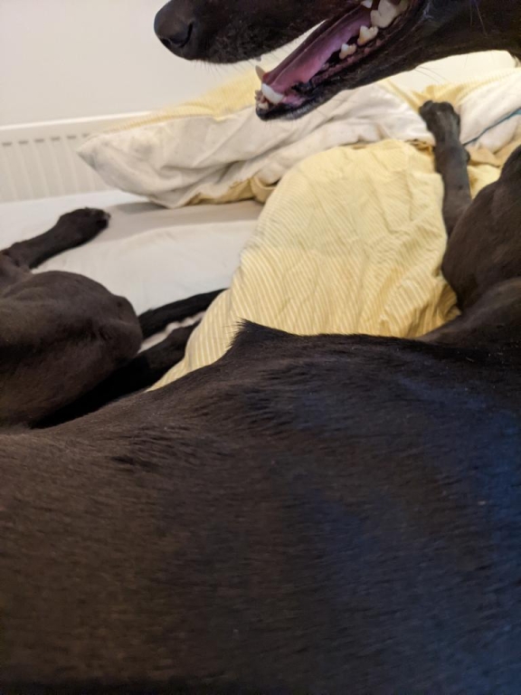 Wren the greyhound with the kebab in her side