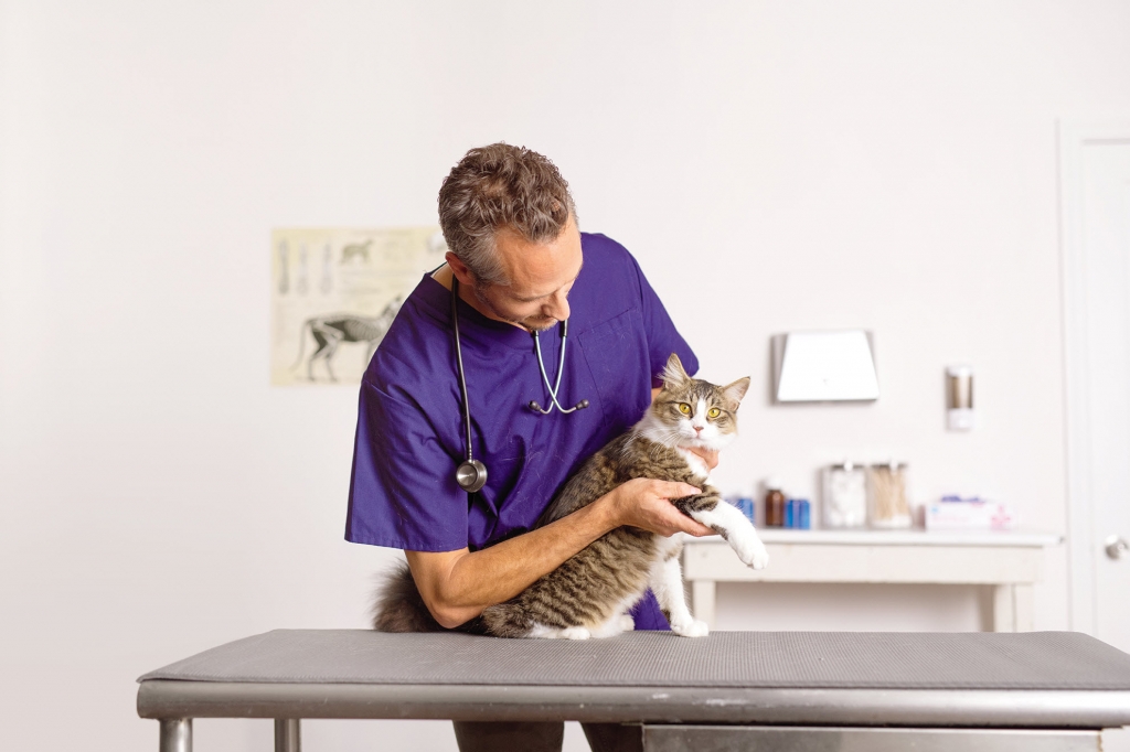 Zoetis is supporting the iCatCare campaign - #BeCatCurious