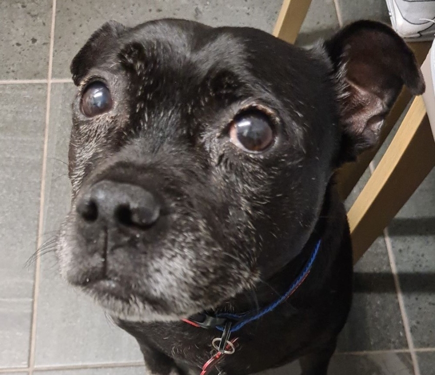 Life-changing surgery at Linnaeus-owned Veterinary Vision in Preston has cured Enzo’s dry eye. 