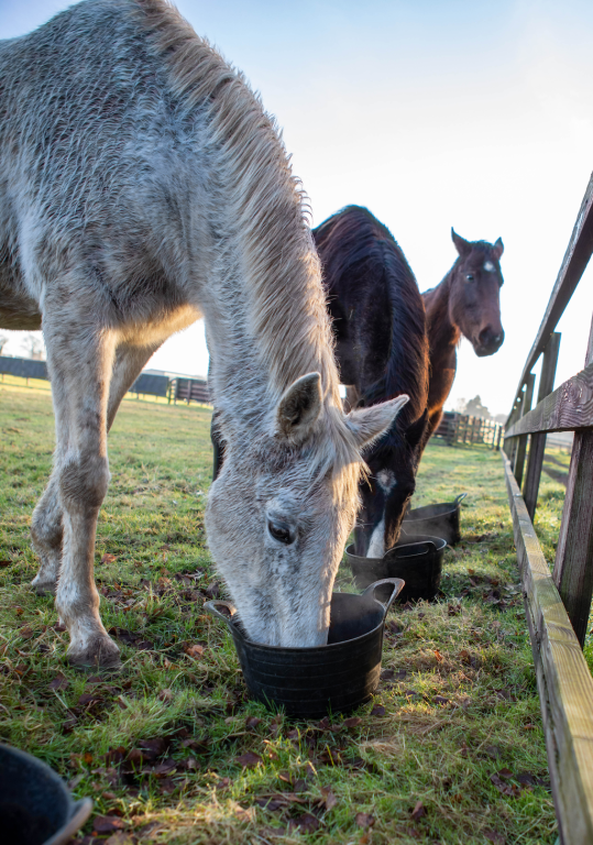 Horses eating out of buckets in a field