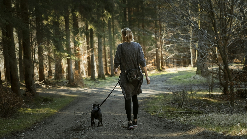 Person walking a dog in the forest