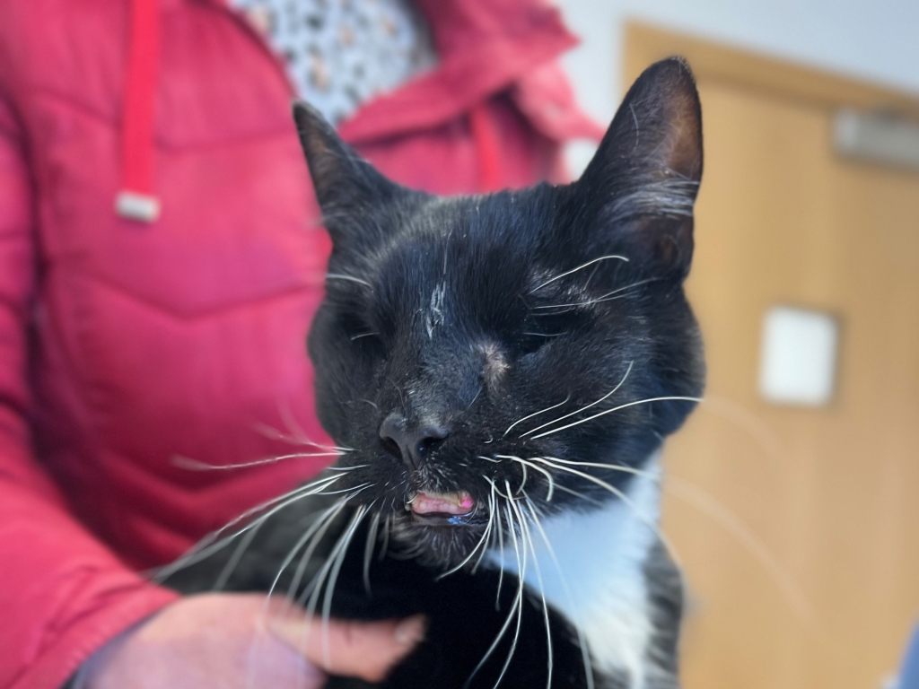 Multi-disciplinary approach at Eastcott Veterinary Referrals saves cat seriously injured in road traffic accident.