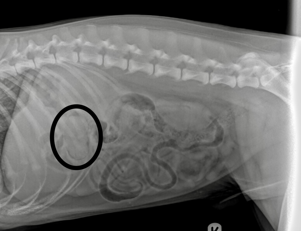 Alpha is a ‘stone’ lighter after minimally invasive surgery at London Vet Specialists to remove a whole mango stone from his stomach.