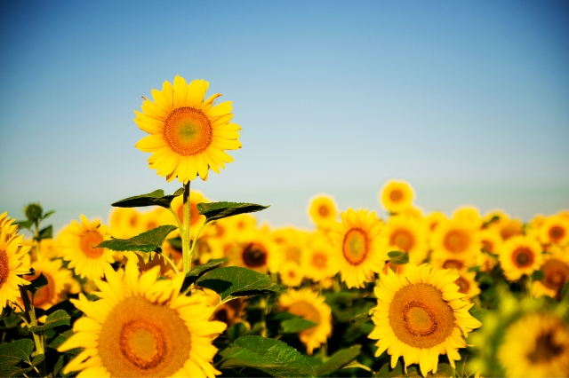 Think again and grow with Zoetis