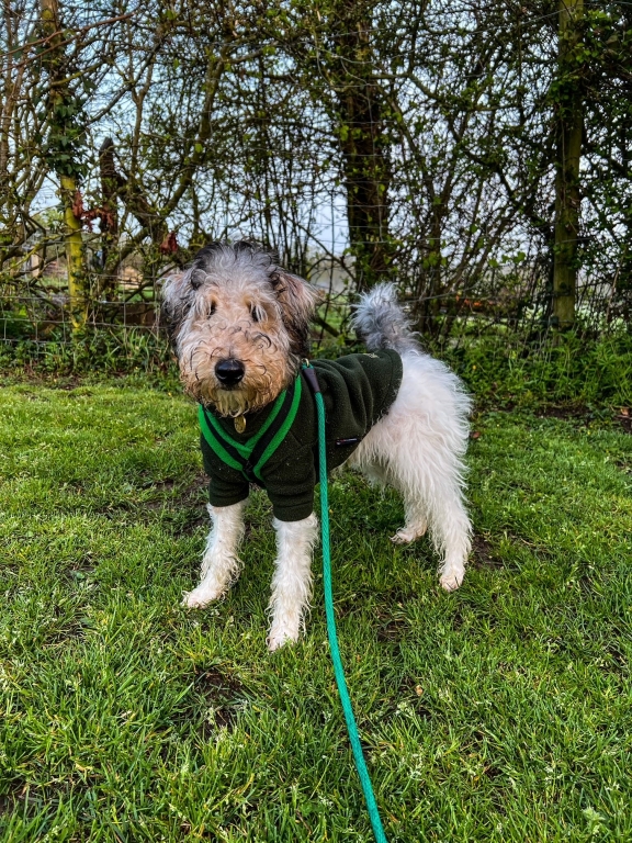 Four-month-old wire fox terrier Rafa was referred to Anderson Moores Veterinary Specialists in Winchester after being knocked unconscious and left unable to walk when he cracked his head on the floor.