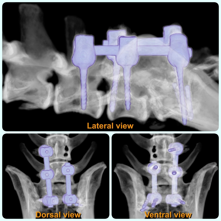 Three dimensional CT (3D CT) of the lumbosacral spine. Photo courtesy of Mr Menéndez (from the Imaging Team at Chestergates Veterinary Specialists)