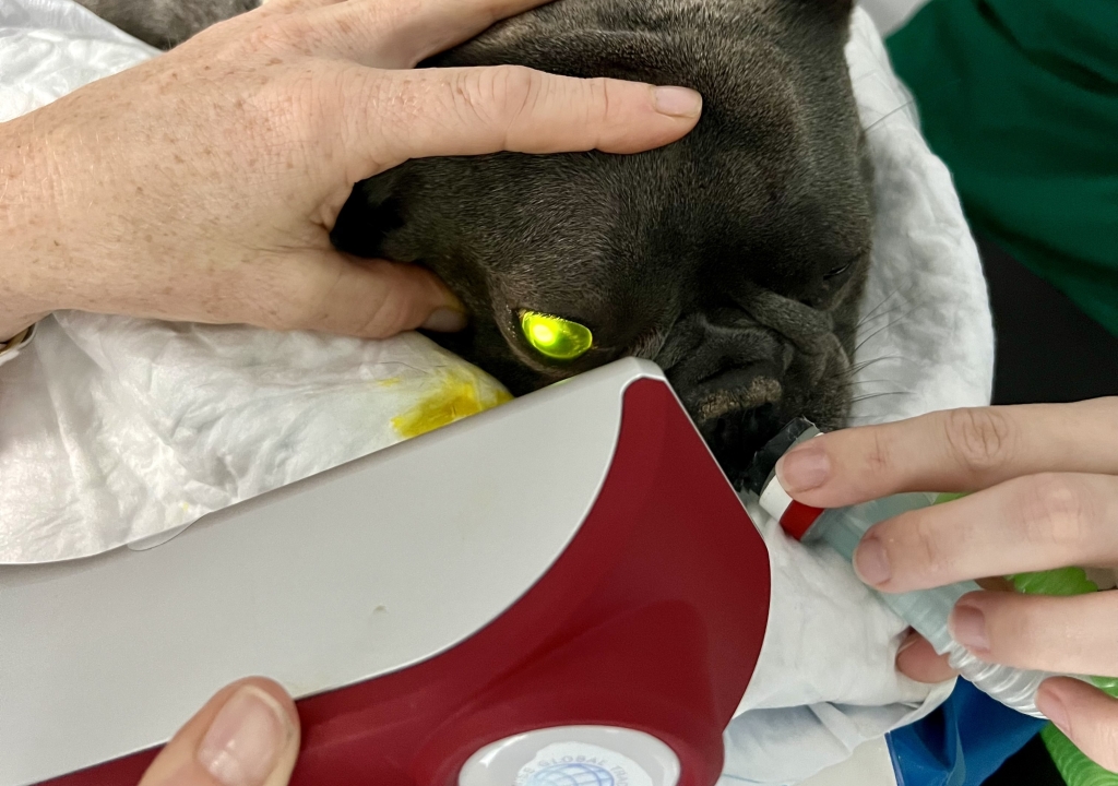 Eastcott Veterinary Referrals in Swindon has invested in a state-of-the-art new cross-linking machine to treat patients with corneal defects.