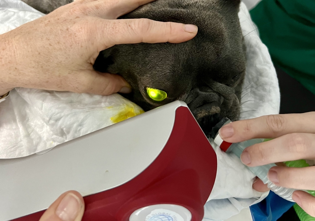 New cuttingedge equipment treating eye defects at Swindon animal hospital / Veterinary Industry