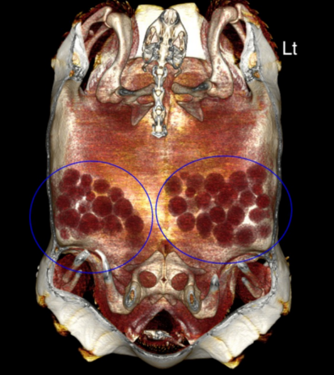 Annotated 3D reconstruction of a tortoise CT from a VetCT report: Dorsal volume-rendered image of the coelom with removed dorsal part of the carapace. The blue circles indicate ovarian follicles.