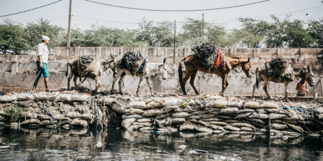 Four equines work together in India
